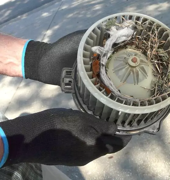 About Air Duct Mice Removal in Renton, WA